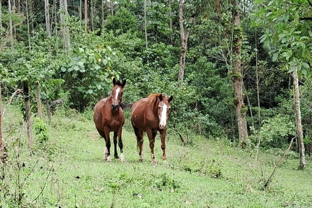 Sitio Som Das Aguas Benedito Novo Ngoại thất bức ảnh